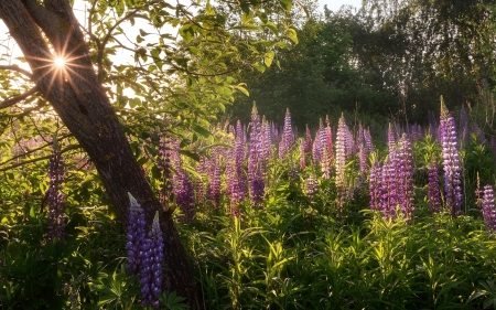 Lupines and Sunbeams - lupines, purple, sunbeams, flowers, tree