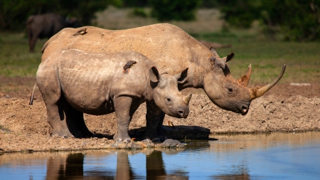 Rhinos at the Watering Hole - rhinos, horns, animals, water, mammals