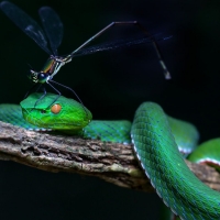 Green white-lipped pit viper