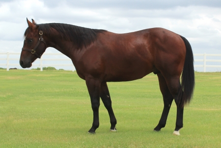 ♥ - Horse, Brown, Grass, Beauty, Black, Mane, Grazing