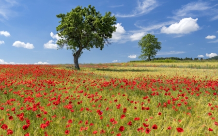 Field with Poppies