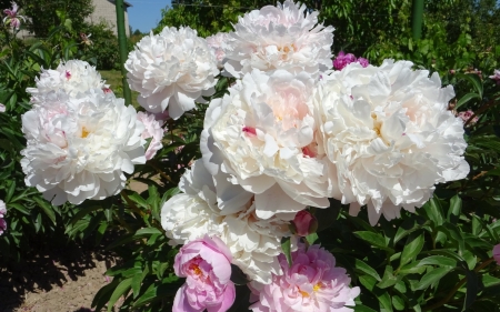 White Peonies