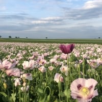 Poppy Field