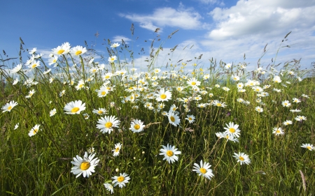 Daisy Meadow - daisies, clouds, meadow, nature