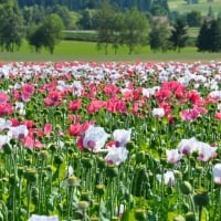 Poppy Field