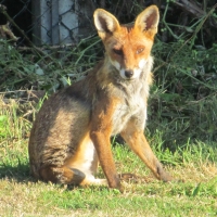 Posing Vixen