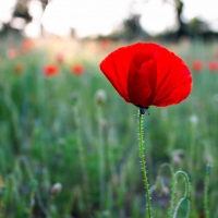 Poppy Field