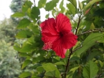 Red Hibiscus