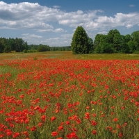 Poppy Meadow