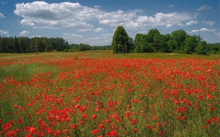 Poppy Meadow - flowers, Latvia, meadow, poppies