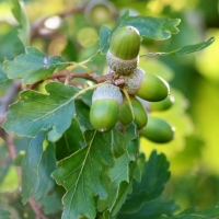 Acorns