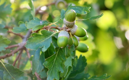 Acorns - green, acorns, tree, oak, leaves