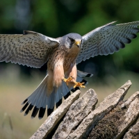 Kestrel Landing