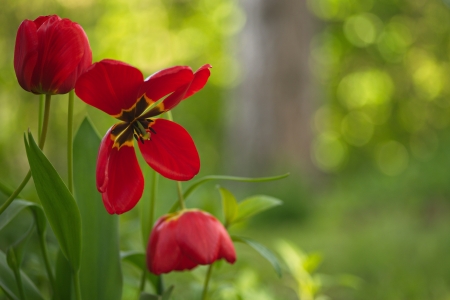 ❤️ - Macro, Nature, Flowers, Bokeh