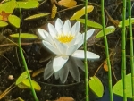 Waterlily