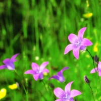 Bell Flowers