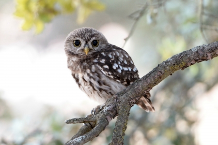 The Stare from an Owl - owl, bird, eyes, animals