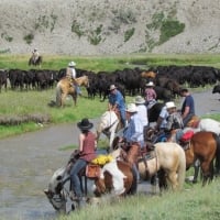 Cowboys and Cowgirls on Cattle Drive