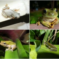 FROG COLLAGE