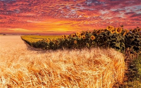 gold under the red sky - ears of wheat, field, sunflowers, sky