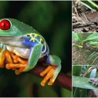 FROG COLLAGE