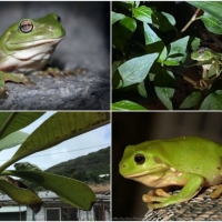 FROG COLLAGE