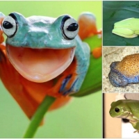 FROG COLLAGE