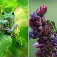 FROG COLLAGE