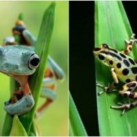 FROG COLLAGE