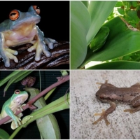 FROG COLLAGE