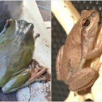 FROG COLLAGE