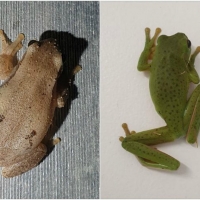 FROG COLLAGE