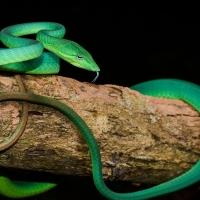 Green oriental whip snake