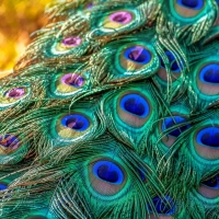 Peacock feathers