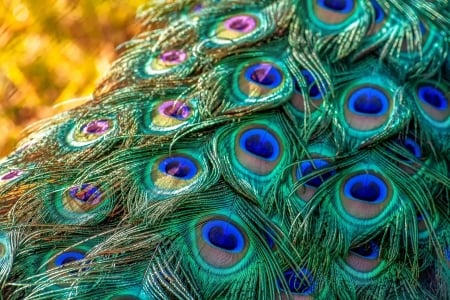 Peacock feathers