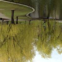 Weeping Willows in Boston Gardens