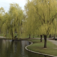 Weeping Willows in Boston Public Gardens