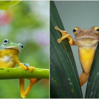 FROG COLLAGE