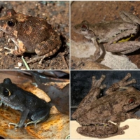 FROG COLLAGE