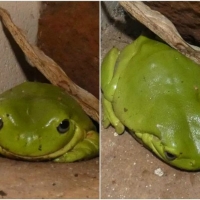 FROG COLLAGE