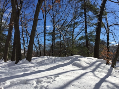 Snowy Hill with Trees - Trees, Hill, Winter, Snow