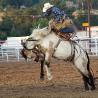 Champion Bronc Rider from Minnesota