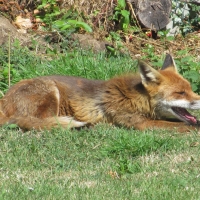 The Panting Fox