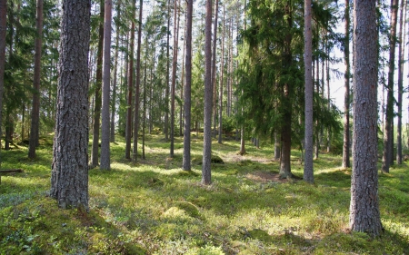 Mossy Forest - moss, trees, forest, nature