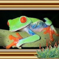 FRAMED FROGS