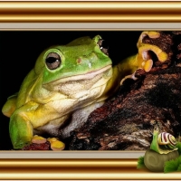 FRAMED FROGS