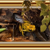 FRAMED FROGS