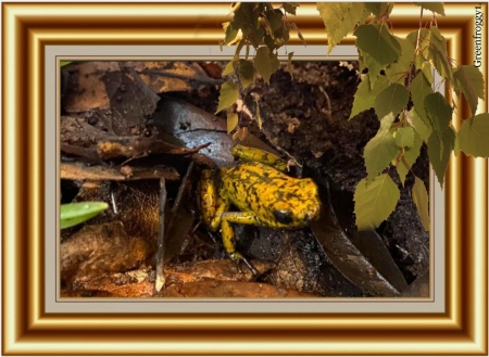 FRAMED FROGS