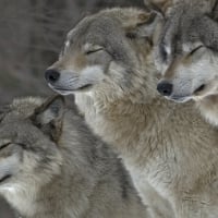 Beautiful Wolves