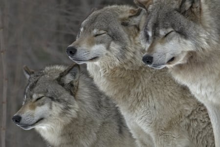 Beautiful Wolves